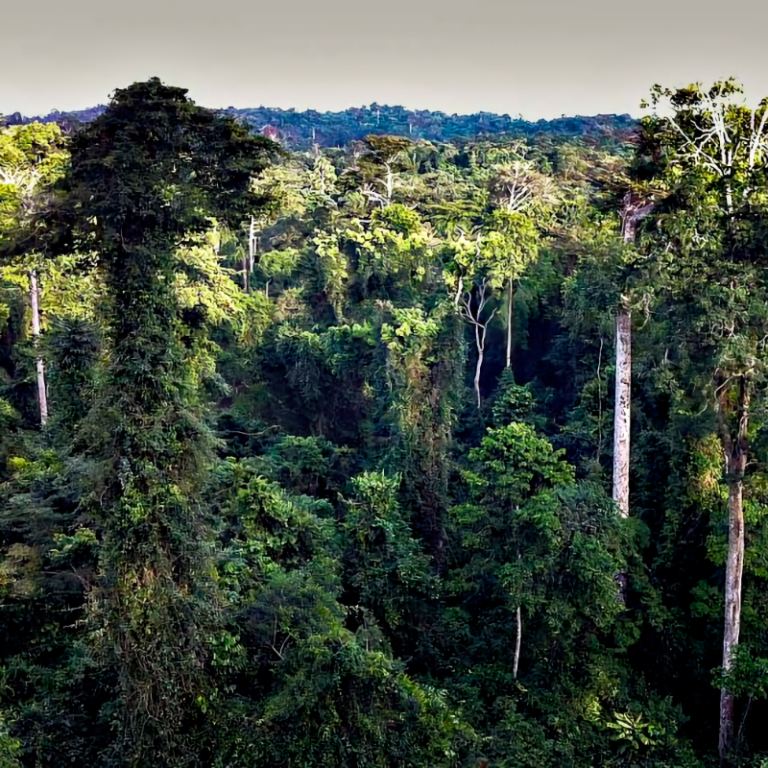 jungle-trinity-beach-villas
